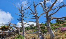 한라산 구상나무 죽이는 ‘잎녹병’ 뭐길래