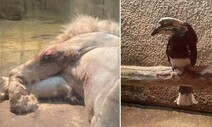 [현장] 잘린 부리, 분변 악취…문 닫힌 지하동물원의 비극