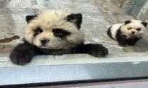 흰 개 염색시켜 판다로…중국 동물원 ‘학대’ 논란