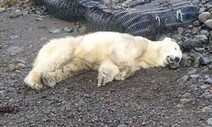 290㎞ 헤매다 쓰레기 뒤지던 북극곰 사살…먹이 찾고 있었나