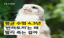 [카드뉴스] 평균 4.3년, 반려토끼의 수명이 짧은 이유