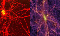 ‘소우주 속의 소우주’ 인간의 뇌…어느 쪽이 뇌일까