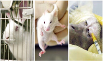 불필요한 동물 희생 막는 ‘동물대체시험법’ 발의됐다