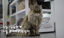 올해 28살 국내 최장수 고양이 ‘밍키’ 고양이별로