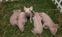 돼지 신장을 사람에게…이종간 이식 실험 첫 성공