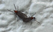 빈대·러브버그·미국흰불나방…2023년 우리를 괴롭혔던 벌레들