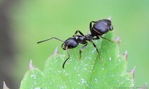 여왕개미는 새끼를 먹는다…전염병 막는 ‘눈물의 선택’