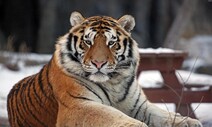 시베리아호랑이 ‘태백’ 숨져…서울대공원서 1년새 4마리 폐사