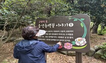 울산동백, 400년 전 일본 건너간 고향꽃 아니었다