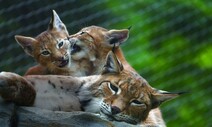사자 ‘바람이’ 사는 청주동물원, 국내 첫 거점동물원 됐다