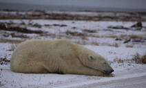 아이슬란드에 상륙한 북극곰이 마주한 것