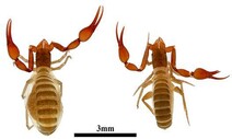 꼬리 없는 ‘가짜 전갈’이 나타났다...신종 전갈붙이 3종 발견