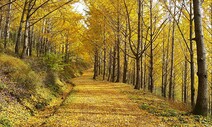 50년 만에 첫 일반 공개…‘비밀의 은행나무숲’