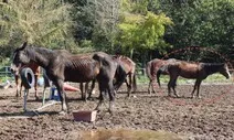 마사회 지원받았던 말도 ‘불법 축사’ 학대 현장에…“보호 조치 시급”