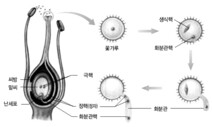 속씨식물 1억년 진화는 ‘쌍둥이의 힘’