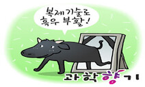 죽은 제주 흑우, 복제기술로 살아나다!