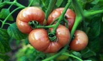 [ESC] 토마토홀과 토마토 페이스트의 차이