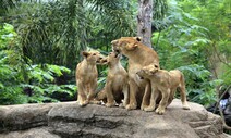 동물원이 ‘희망’이기도 한 이유