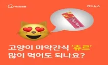 [카드뉴스] 고양이 마약간식 ‘츄르’ 많이 먹어도 되나요?