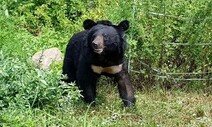 영동 찍고 다시 수도산 돌아간 떠돌이 반달가슴곰 ‘오삼이’