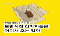 [카드뉴스] 모란시장 강아지들은 어디서 올까