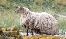 절벽 밑 해변에 2년간 고립…‘영국에서 가장 외로운 양’ 구조