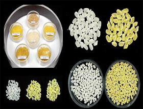 농업과학원이 개발한 황금쌀.