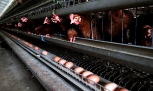 [남종영의 세상을 바꾼 동물들] 치킨과 닭의 차이…인간의 죄의식 삭제해버린 공장식 축산
