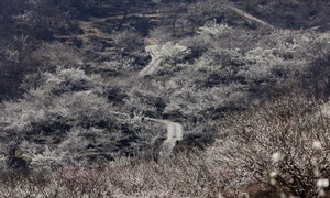 정권 날릴 ‘핵폭탄’ 터졌다