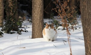 눈 내린 고양이 숲