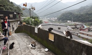 대만의 고양이마을