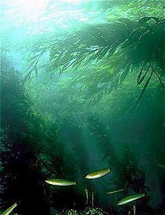 해조류의 숲 (셀틱의 숲).  유지 에반스 위키 미디어 공용 스 제공