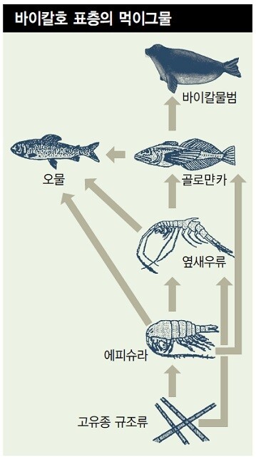 이제까지 알려진 바이칼 호의 먹이그물. 물범의 주식이 골로먄카로 알려졌지만 옆새우류도 상당히 많이 사냥한다는 사실이 새로 밝혀졌다.