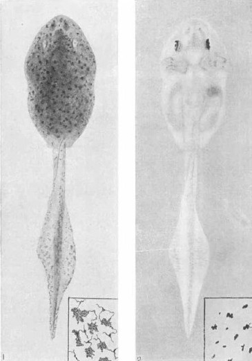 소의 송과선 추출물을 먹인 뒤 투명하게 변한 올챙이.(MacCord & Allen, ‘Evidences Associating Pineal Gland function with Alterations In Pigmentation’, , 1917) 소의 송과선 추출물을 먹인 뒤 투명하게 변한 올챙이.(MacCord & Allen, ‘Evidences Associating Pineal Gland function with Alterations In Pigmentation’, , 1917)