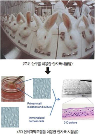 토끼를 이용한 동물실험과 인체모델을 이용한 시험방법 비교. 자료: 프래그런스저널코리아(Fragrance Journal Korea