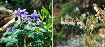 왼쪽부터 하늘매발톱과 진퍼리꽃나무. 아침고요수목원 제공