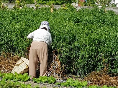 필자의 모친 김영금씨가 지난해 가을 고추밭 농사를 짓고 있다. 김종선 주주통신원 제공