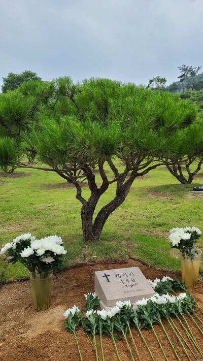 지난 25일 포천 나남수목원의 반송숲에 잠든 고 김병기 화백의 수목장 묘비석. 사진 김경애 기자