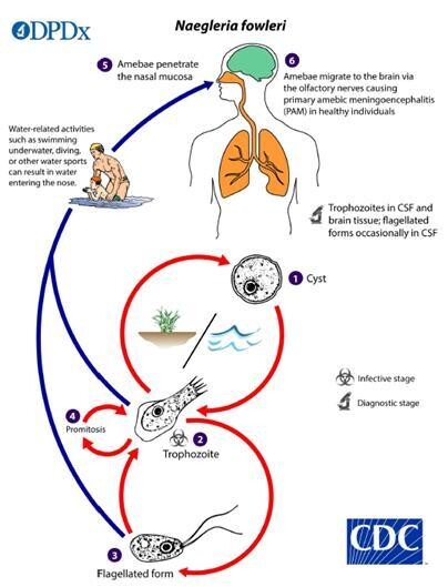 미국질병예방센터(CDC)가 제작한 파울러자유아메바 생활사. 질병관리청 제공