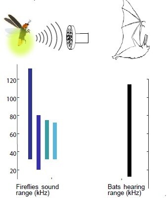 반딧불이 4종의 초음파 범위(왼쪽)는 모두 박쥐의 가청영역 안에 들어있다. 크세니아 크리보루코 외 (2021) ‘아이 사이언스’ 제공