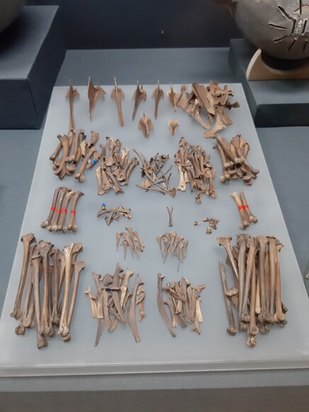 경산 임당·조영동 고분의 토기 안에서 무더기로 나온 꿩 뼈들. 영남 지역 고대인들이 꿩을 즐겨 먹었다는 사실을 보여준다.