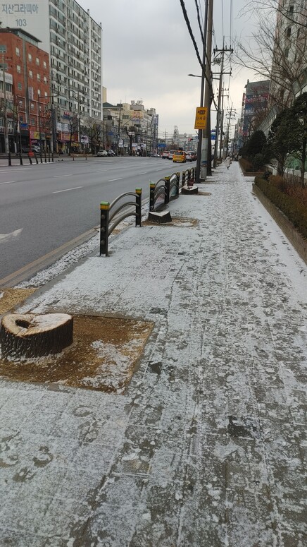 21일 정오께 인천시 계양구 경명대로를 따라 서 있던 가로수가 잘려나가 밑동만 남아 있다.