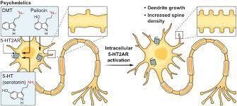DMT나 사일로신(psilocin. 사일로사이빈의 대사물질) 같은 사이키델릭 분자는 뉴런 세포막에 침투해 신경전달물질인 세로토닌(5-HT)이 도달하지 못하는 세포 내부의 수용체(5-HT2AR)를 활성화시켜 가지돌기(dendrite) 성장을 촉진하고 가시(spine)의 밀도를 높인다. 그 결과 신경가소성이 커져 우울증을 극복할 수 있는 것으로 보인다. &lt;사이언스&gt; 제공