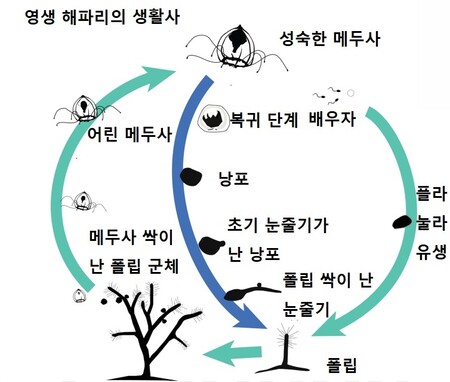 불사 해파리의 생활사. 초록색 화살표는 일반적인 과정을 가리키고 푸른색 화살표는 역경에 닥쳐 ‘회춘’하는 경로를 가리킨다. 마리아 파스쿠알-토르네르 외 (2022) ‘PNAS’ 제공. ※ 이미지를 누르면 크게 볼 수 있습니다.