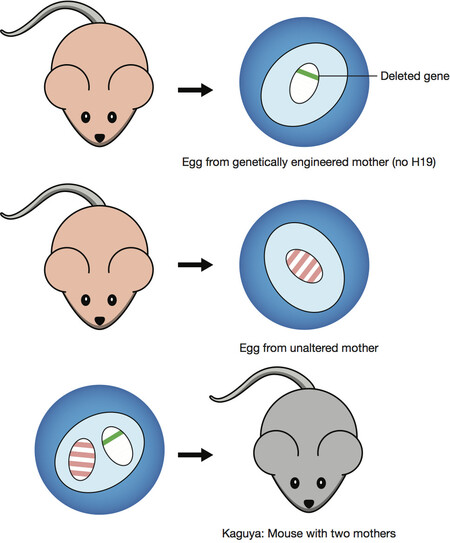 지난 9일 런던에서 열린 ‘인간 게놈 편집 국제회의’에서 일본 연구진이 수컷 생쥐 두 마리 사이에서 새끼를 얻는 데 성공했다고 발표했다. 앞서 2004년 암컷 생쥐 사이에서 새끼를 얻는 데 성공했다는 연구 결과도 나왔다. 특정 유전자를 없애 유전체 각인 패턴이 수컷에 가까운 난자(위)에서 핵을 꺼내 정상 난자(가운데)에 넣어 얻은 수정란을 발생시켰다(아래). &lt;카탈리스트&gt; 제공
