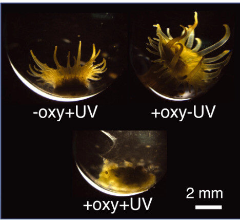 산호와 같은 자포동물인 말미잘 역시 옥시벤존(oxy)의 독성에 취약하다. 옥시벤존이나 자외선(UV) 가운데 하나만 있으면 살 수 있지만(위) 둘 다 있으면 죽는다(아래). 사이언스 제공