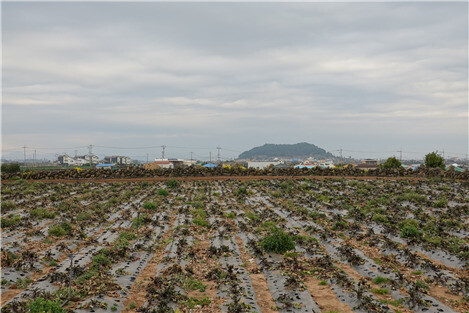 사진 신동흔 교수