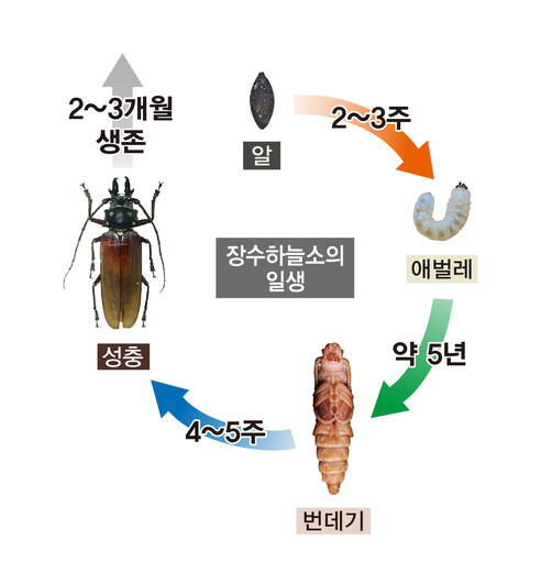 장수하늘소의 일생을 정리한 국립문화재연구소의 설명 그림. ※ 이미지를 누르면 크게 볼 수 있습니다.