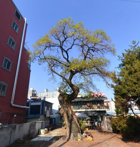 지난해 11월 대전 중구 유천동의 왕버들 나무 모습. 네이버 지도 뷰 갈무리 지난해 11월 대전 중구 유천동의 왕버들 나무 모습. 네이버 지도 뷰 갈무리