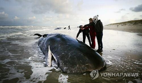 네덜란드 북부 텍셀 섬 해안에서 폐사한 채 발견된 향유고래. (EPA=연합뉴스)